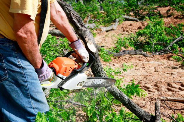 Best Tree Root Removal  in Siler City, NC